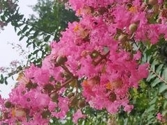 -龙头寺公园