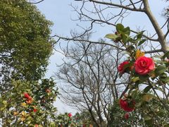 -吴淞炮台湾湿地森林公园烧烤区