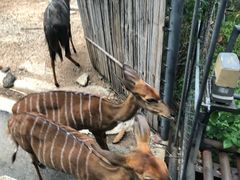 -清迈夜间动物园