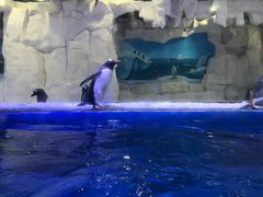 -华夏文旅海洋公园