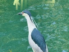 -皇家御河游(紫御湾码头)