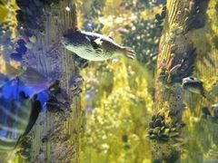 -海合安武汉极地海洋公园