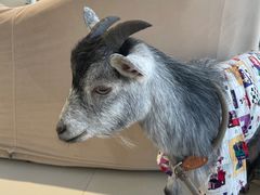 -怪兽屋·羊驼·猫咖·狗咖(俊华广场店)