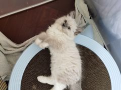 -欣宠猫屋·矮脚拿破仑·蓝金金渐层