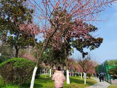 -沙市市中山公园