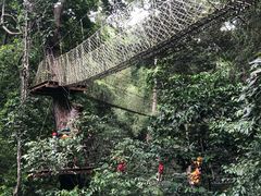 -西双版纳原始森林公园