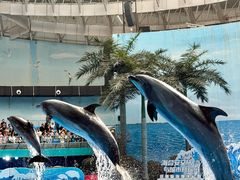 -海合安成都极地海洋公园