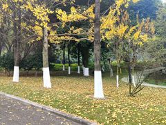 -铁山坪森林公园