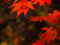 -九如山休闲旅游度假区