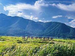 -腾冲北海湿地