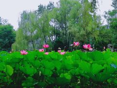 -莲湖公园