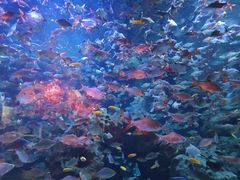 -成都浩海立方海洋公园