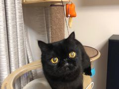 -爱侣宠医·鹦鹉专科·小型哺乳类·异宠专科(灵石路店)