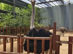 -呀路古热带植物园