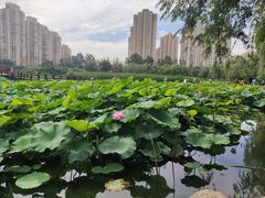 -前关湿地公园
