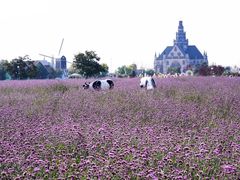 -荷兰花海