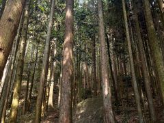 -大围山国家森林公园