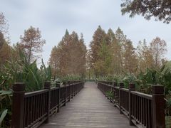 -九科绿洲