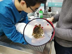 -安安宠物医院(情缘分院)