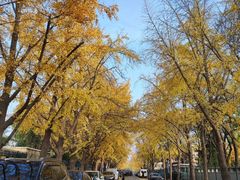 -三里屯东五街银杏大道