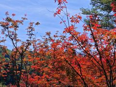 -广州市帽峰山景区
