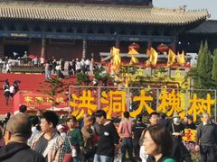 -大槐树寻根祭祖园