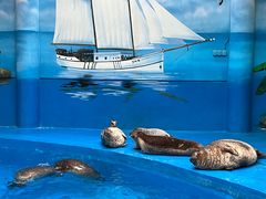 -海合安成都极地海洋公园