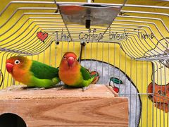 -Rabbit Cafe私房西餐甜点咖啡(栖霞路店)