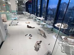 -怪兽屋·羊驼·猫咖·狗咖(俊华广场店)