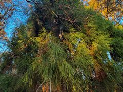 -天目山大树王景区