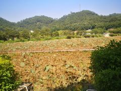 -红山村