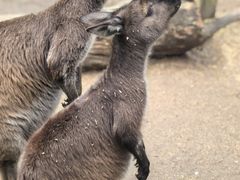 -费瑟代尔野生动物园