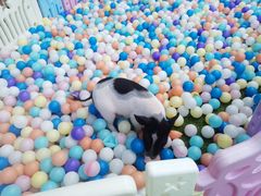 -汪说喵讲宠物乐园宠物酒店(红星美凯龙店)