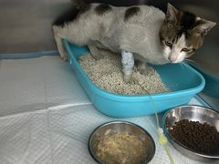 -东莞宠友24H宠物中心医院·转诊夜诊·异宠(新河北路院)