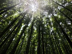 -山王坪喀斯特国家生态公园