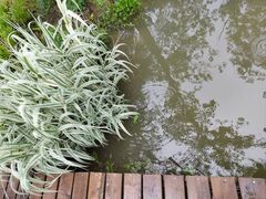 -合肥滨湖国家森林公园