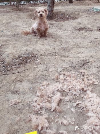 剃毛的时候我穿了个一次性雨衣，在小区的一个树林里面