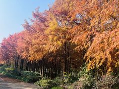 -上海海湾国家森林公园