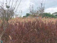 -桤木河湿地公园