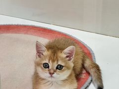 -青奢宠物·青奢猫舍