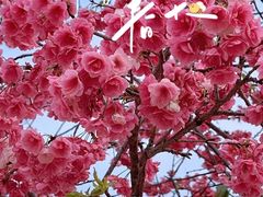 -宜良山后樱花谷