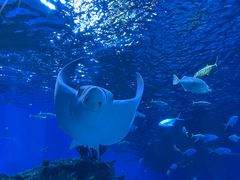 -海合安成都极地海洋公园