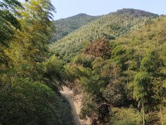 -大唐贡茶院