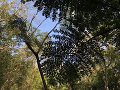 -中国科学院西双版纳热带植物园