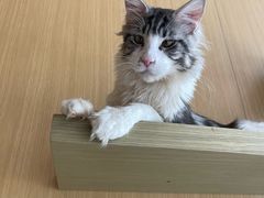 -飞行喵MR PILOT|猫舍·猫咖(静安大融城店)