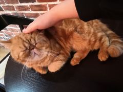 -猫友咖啡店(玉林西路店)