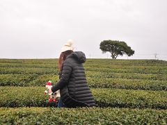 -雪绿茶博物馆