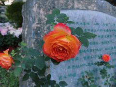 -沈阳植物园