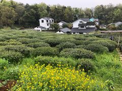 -中国茶叶博物馆(双峰馆区)