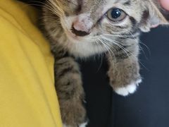 -彩虹桥宠物火化殡葬善终服务(金乐大厦店)